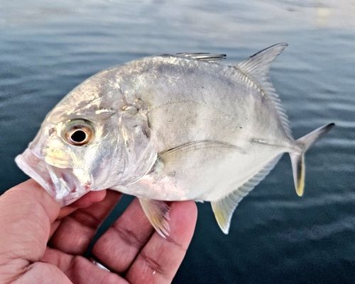 ギンガメアジの釣果