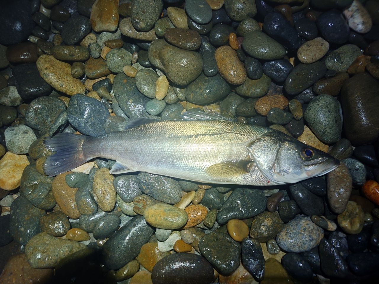 Gamakatsu ラグゼ チータ R3 96Mの最安値・インプレ・釣果