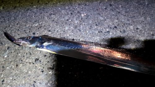 タチウオの釣果