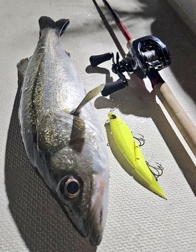 シーバスの釣果