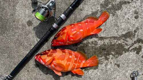 アカハタの釣果