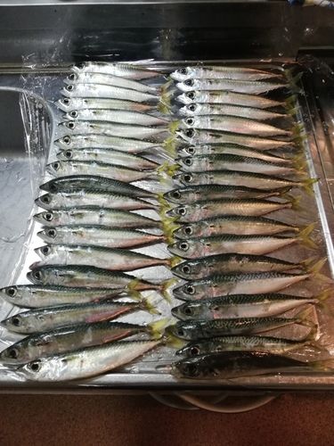 サバの釣果