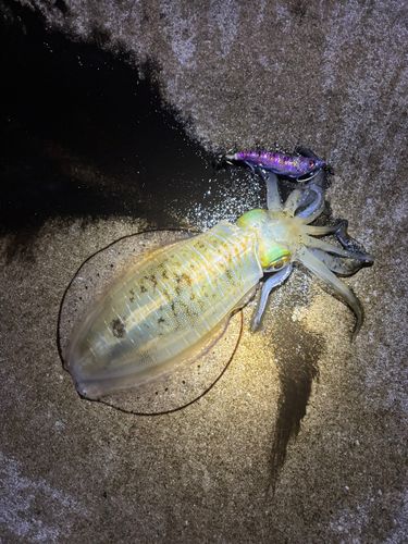 アオリイカの釣果