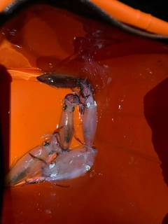 マメイカの釣果