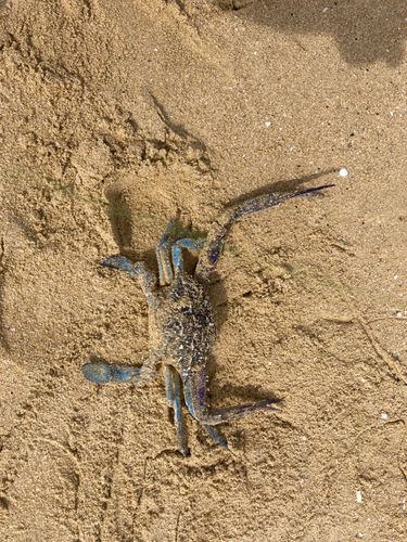 ワタリガニの釣果