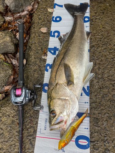 シーバスの釣果