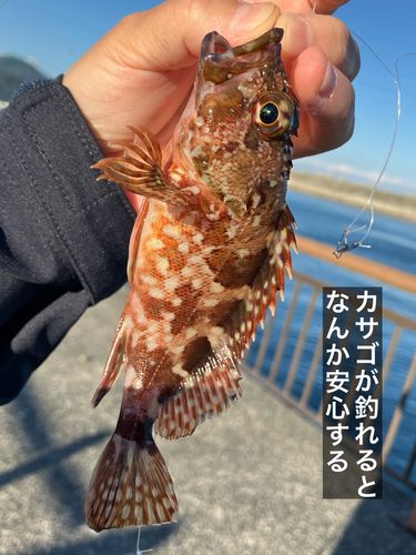 カサゴの釣果