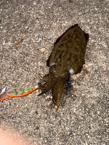 コウイカの釣果