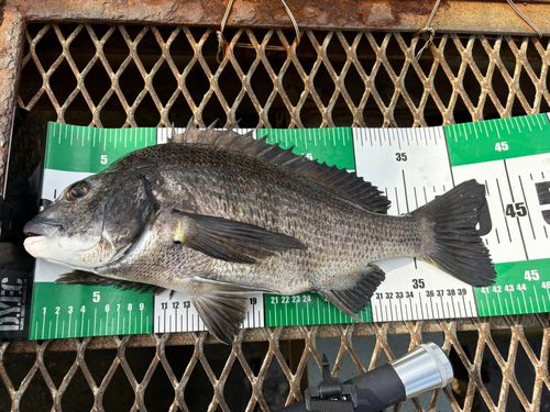 大黒海づり施設