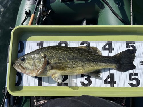 ブラックバスの釣果