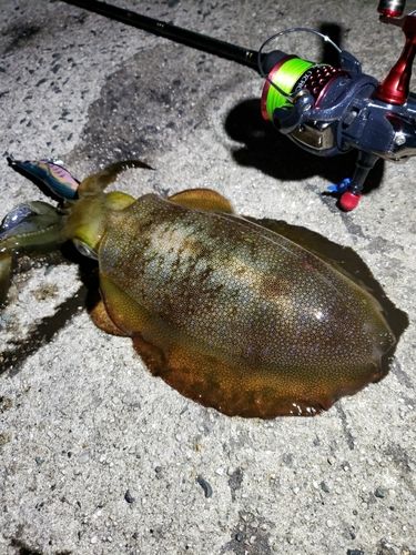 アオリイカの釣果