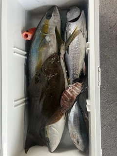 ヒラマサの釣果