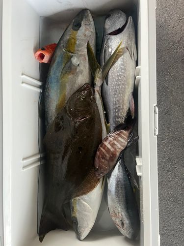 ヒラマサの釣果