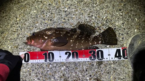 キジハタの釣果