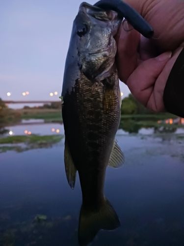 ラージマウスバスの釣果