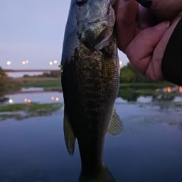 ラージマウスバス