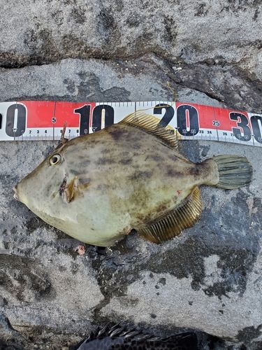 カワハギの釣果