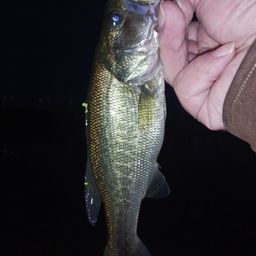 ラージマウスバス