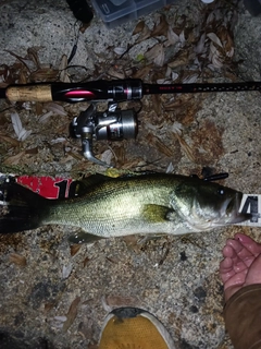 ラージマウスバスの釣果