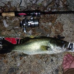 ラージマウスバス