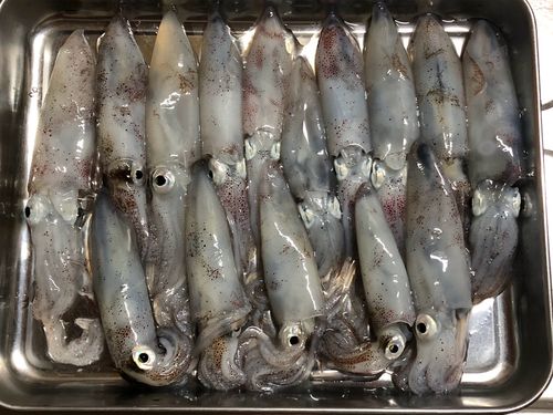 マメイカの釣果