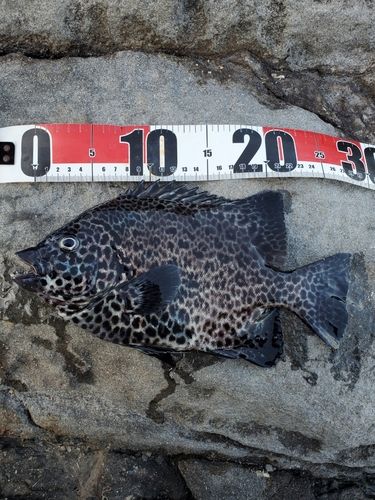 イシガキダイの釣果