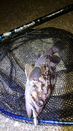 クロソイの釣果