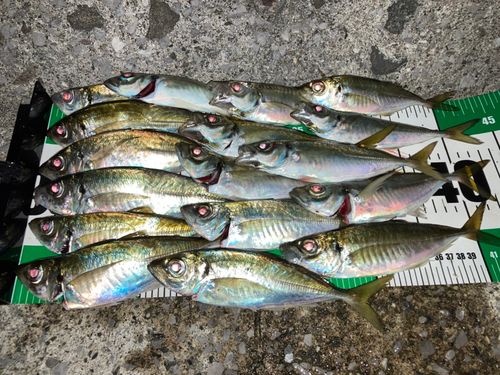 アジの釣果