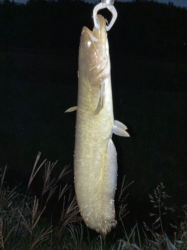 ナマズの釣果