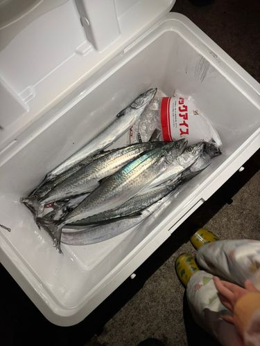 サゴシの釣果