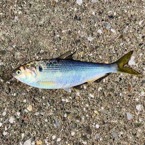 千葉港中央埠頭