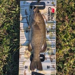 スモールマウスバス