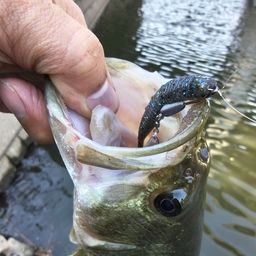 ラージマウスバス