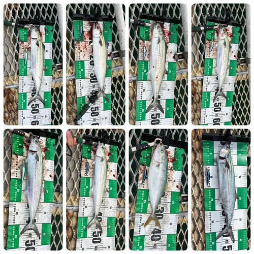 福岡市海づり公園