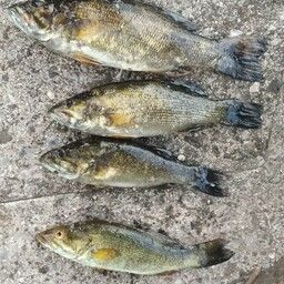 スモールマウスバス