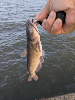 アメリカナマズの釣果