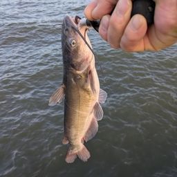 アメリカナマズ