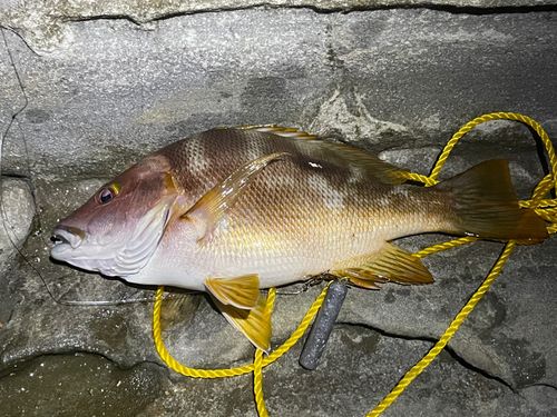 フエダイの釣果