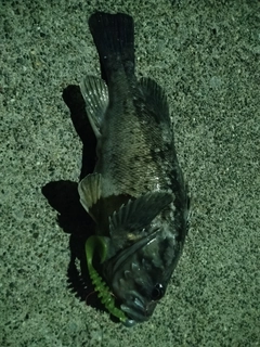 クロソイの釣果