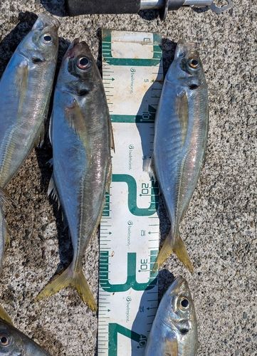 ハッピーフィッシング直江津港第3東防波堤管理釣り場