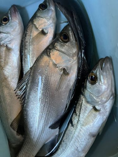 由良川河口（鳥取）