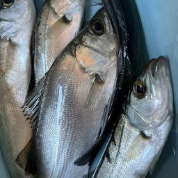 セイゴ（ヒラスズキ）