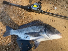 クロダイの釣果