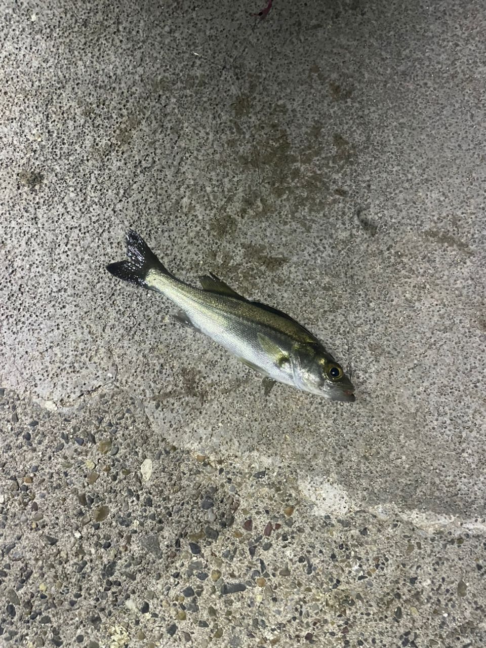 セイゴ（ヒラスズキ）