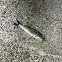 セイゴ（ヒラスズキ）