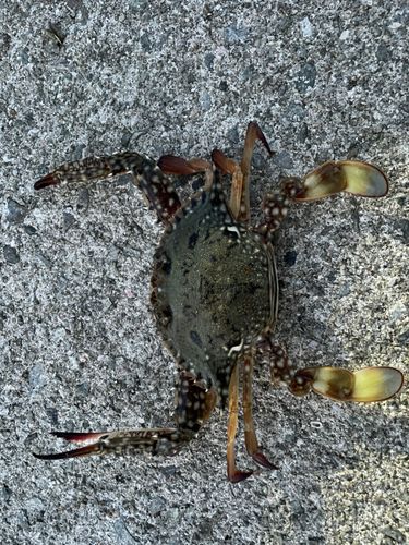 ワタリガニの釣果