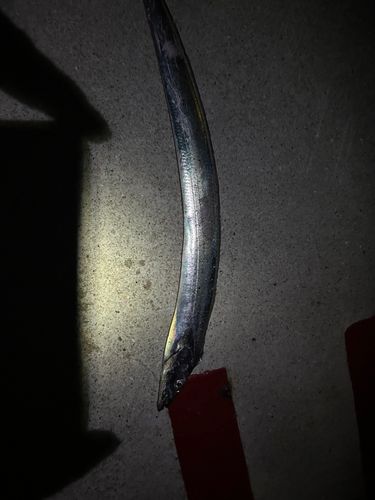 タチウオの釣果