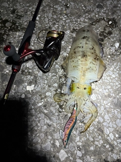 アオリイカの釣果