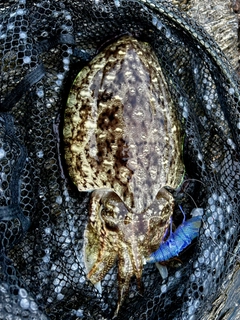 コウイカの釣果