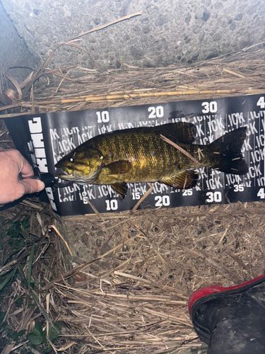 スモールマウスバスの釣果